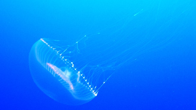Crystal Jellyfish